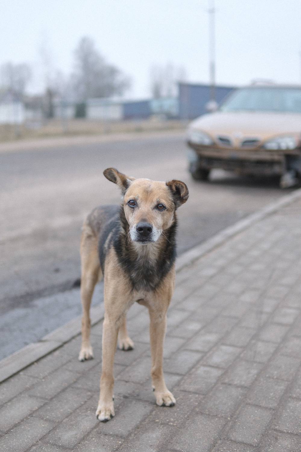 пёс, Виктор Мошко