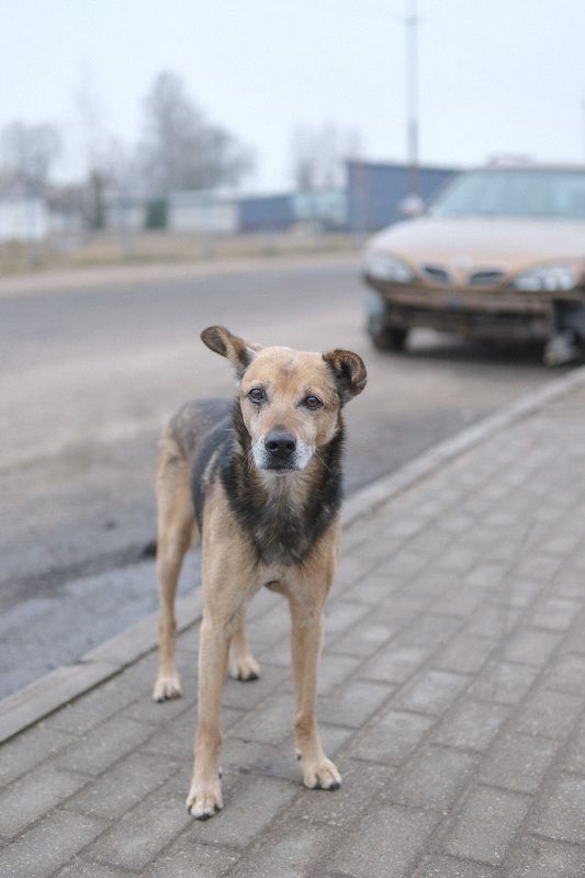 пёс Близнецы фото превью
