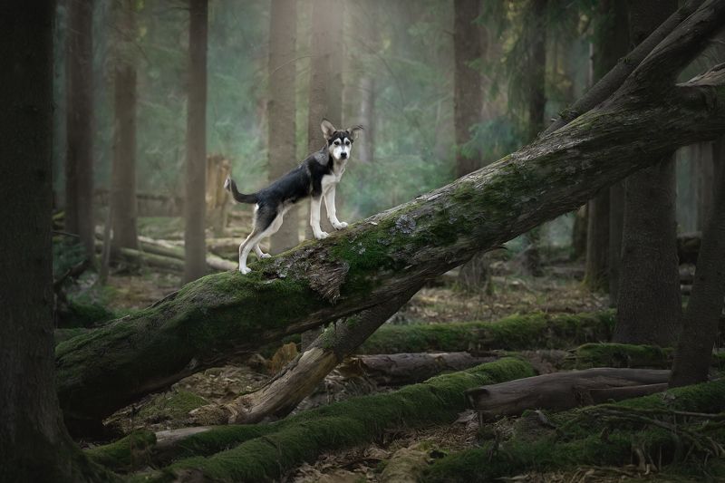 фото превью