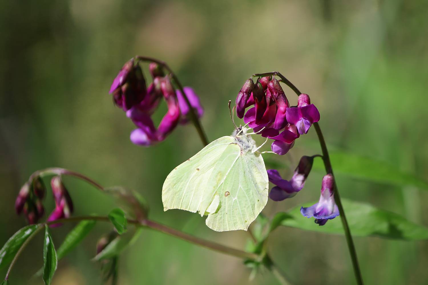 крушинница, лимонница, лимонница обыкновенная, лимонница крушинная, gonepteryx rhamni, КарОл