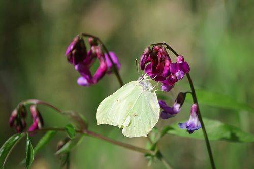 Крушинница (Gonepteryx rhamni)