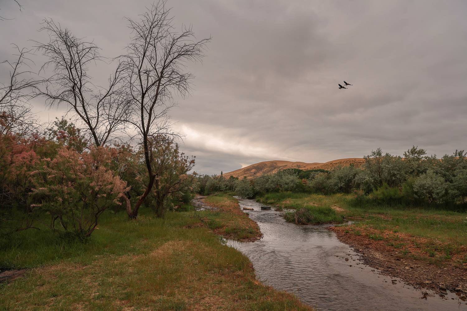 пейзаж,река,птицы,весна,сары кум,песчаная гора,, Magov Marat