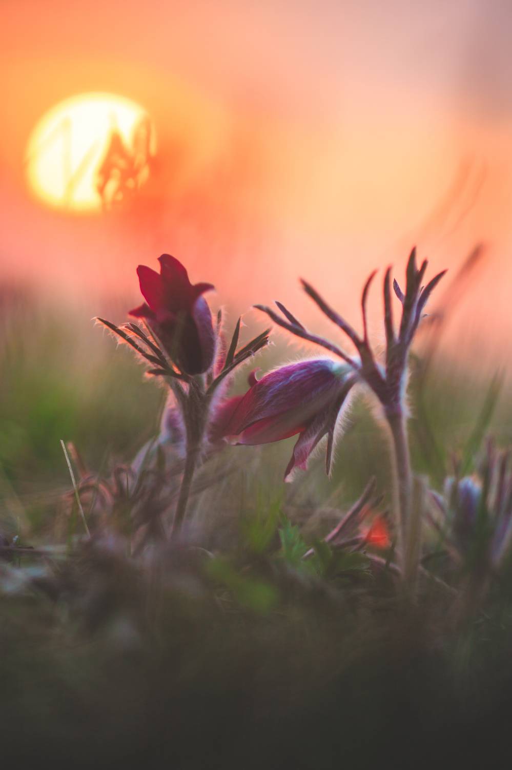 , Сигида Дмитрий