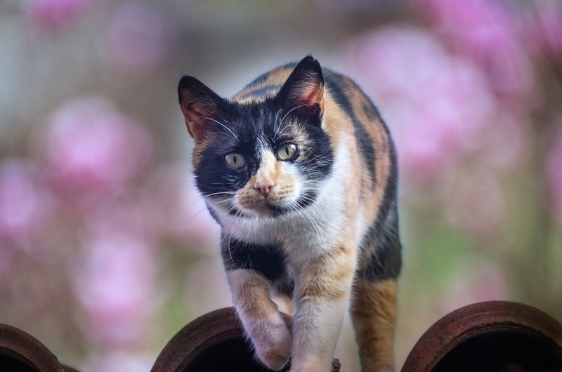 animal, animals, black, cat, color, colors, nature, outdoor, photography, Не направляй на меня эту штуку! фото превью