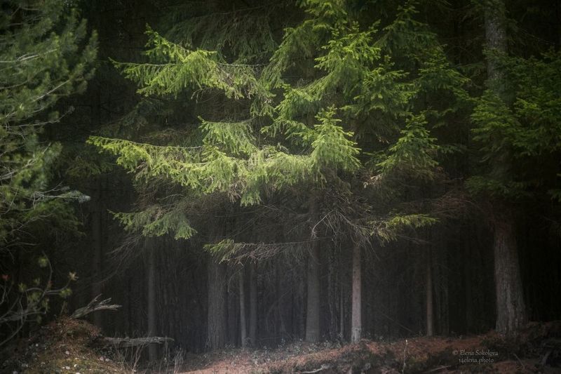 лес, тайга, природа, пейзаж, черняевский лес, сказочный Таёжная глухомань фото превью