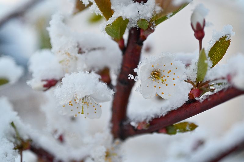 Зимняя вишня фото превью