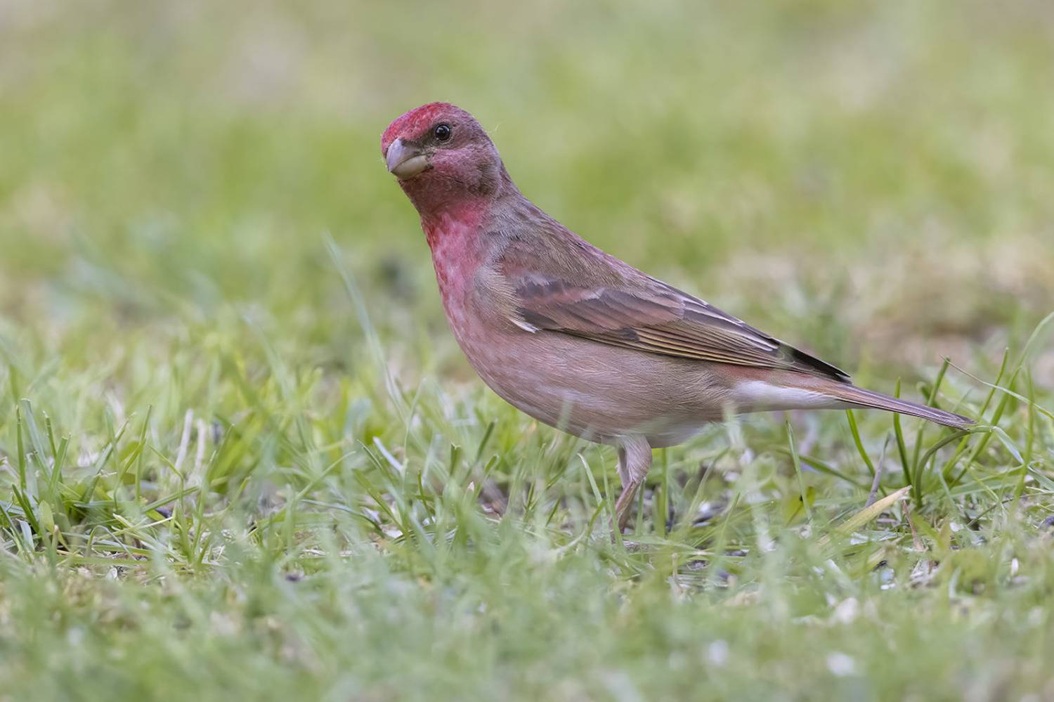 птицы, подмосковье, Елена Давыдова