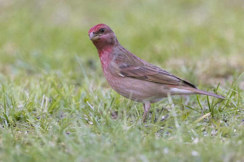 птицы, подмосковье Чечевица фото превью