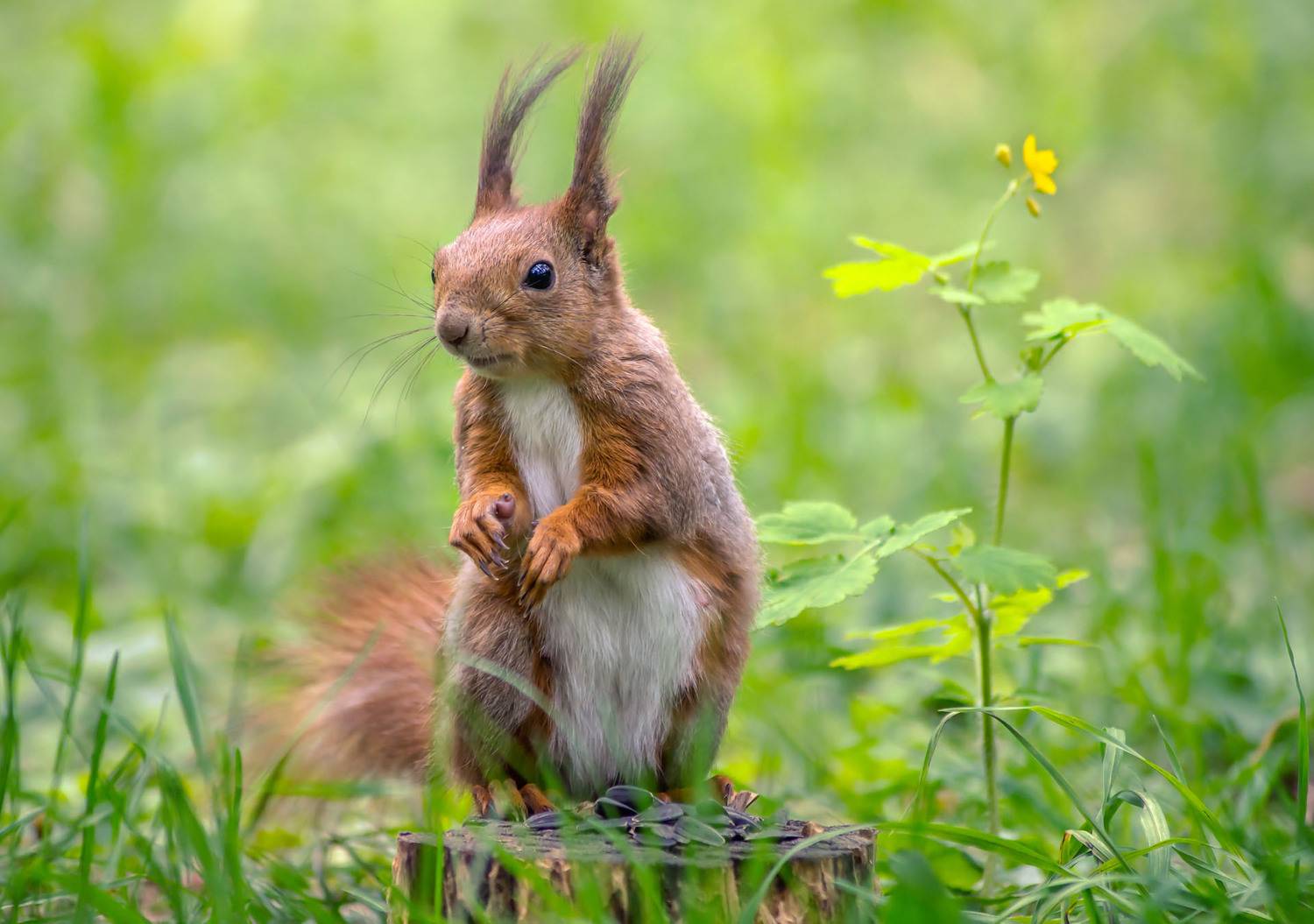 Белка, пень, семки, трава, Чепленко Алексей
