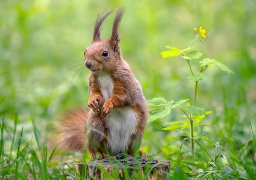 Кушать подано