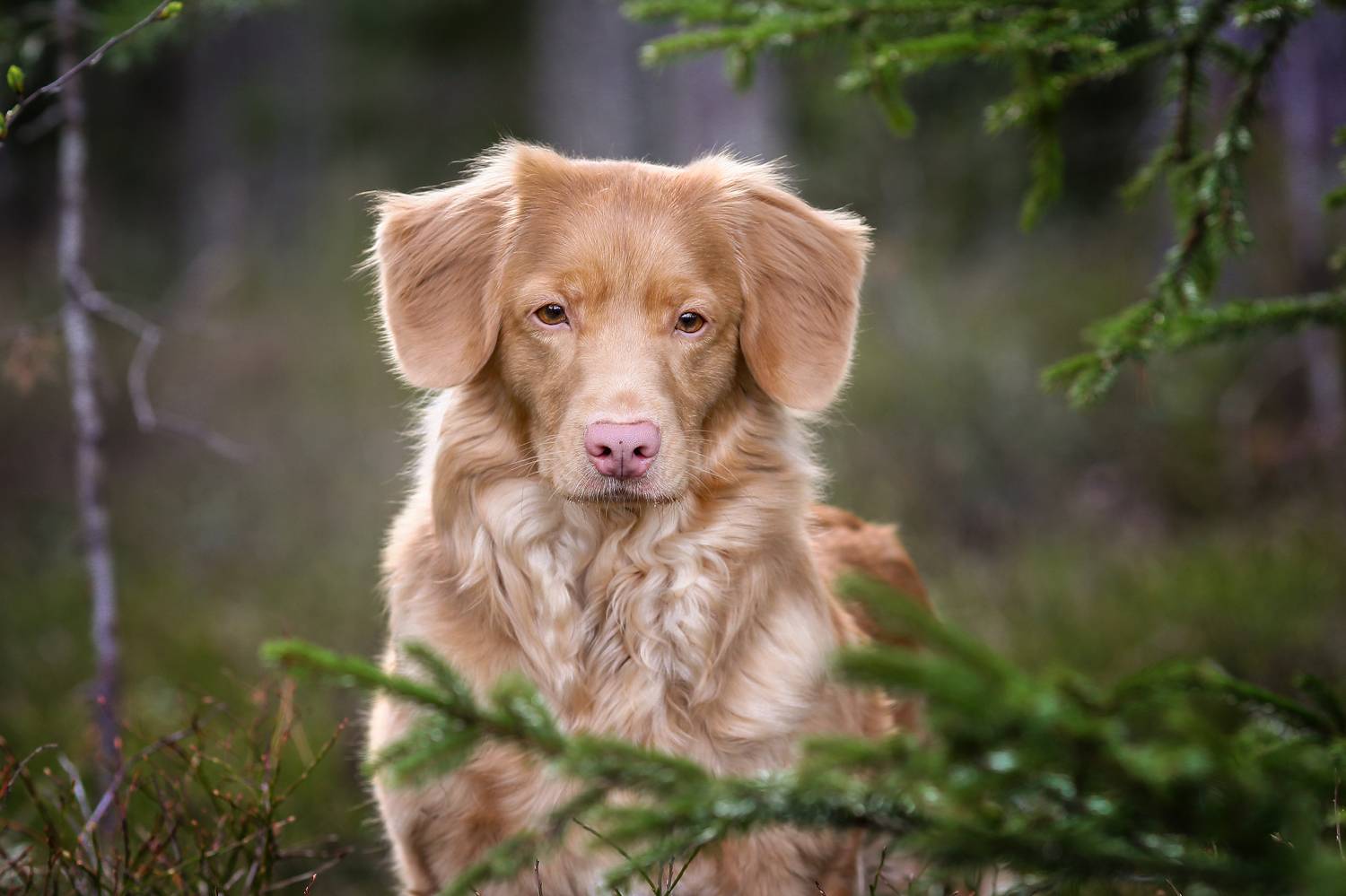 , Андрей Ершов