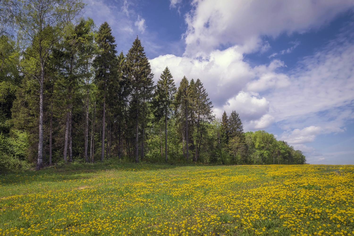 Весна, одуванчики, , опушка, Сергей Аникин