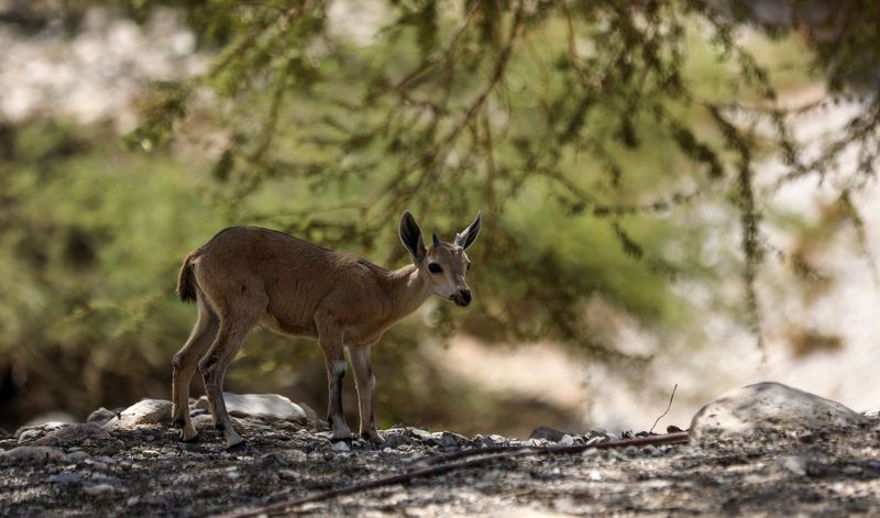***** фото превью