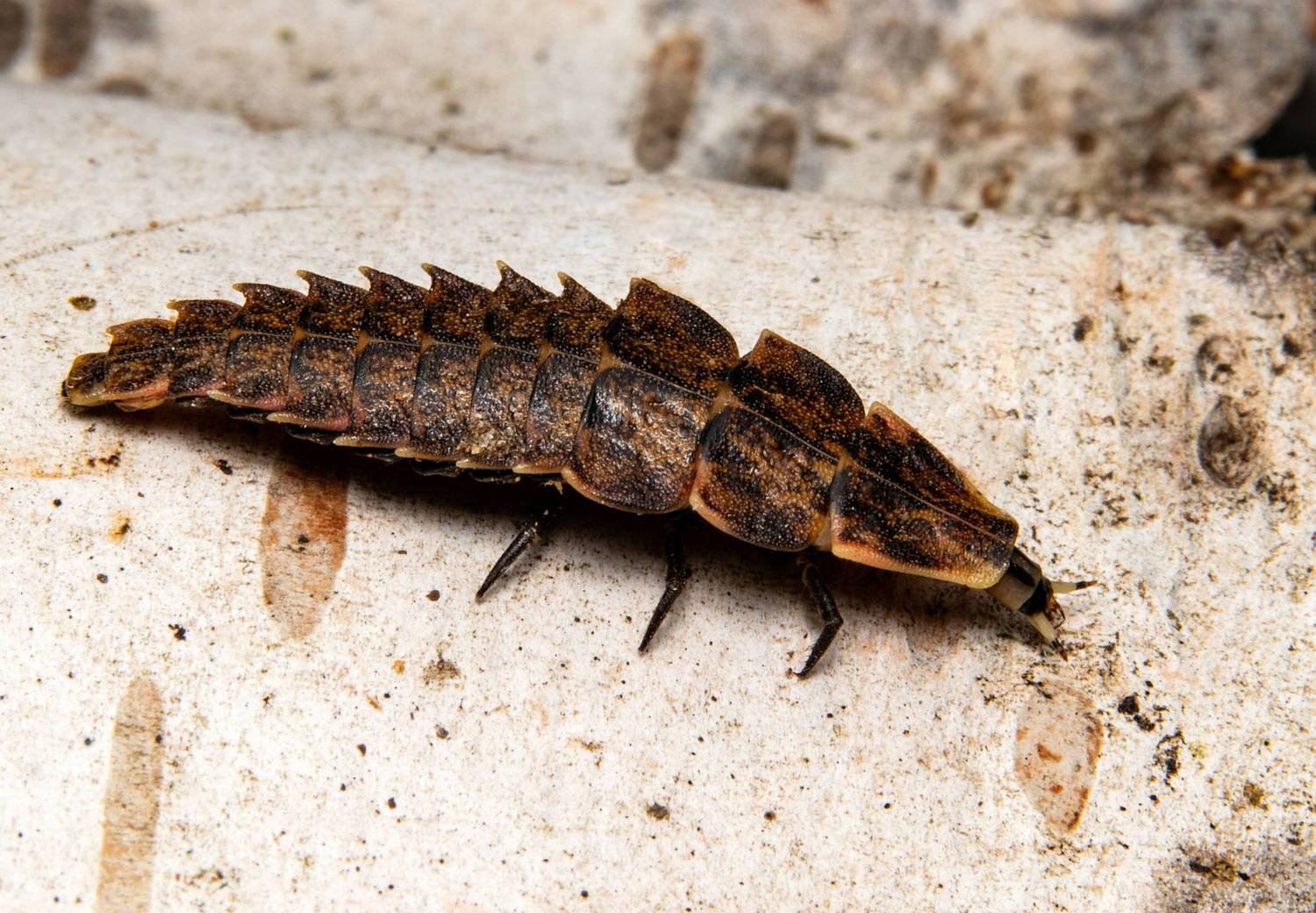 firefly, larva, insect, insect_lovers, insect_macro, enthomology, nature, macro, macrophotography,  Stephane