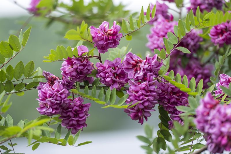 Робиния фото превью