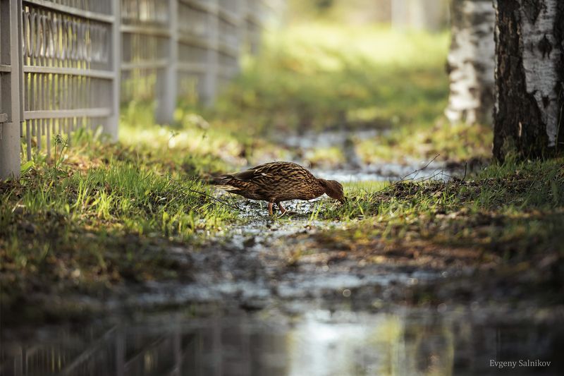 утки утка селезень кряква солнечный день солнце Утки на прогулке фото превью