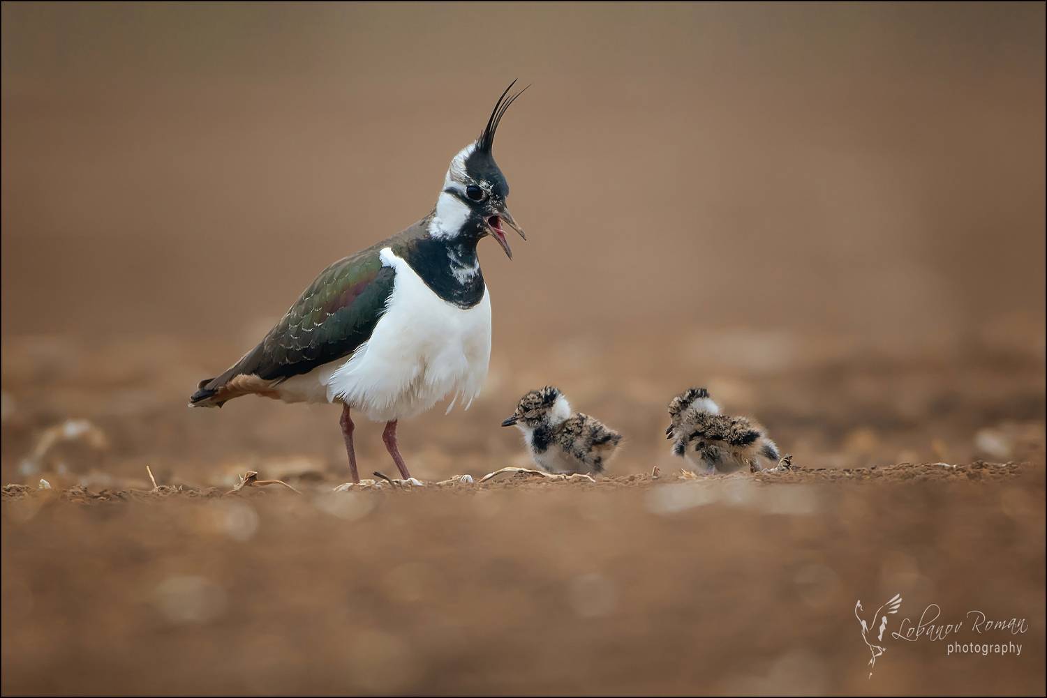 , Лобанов Роман