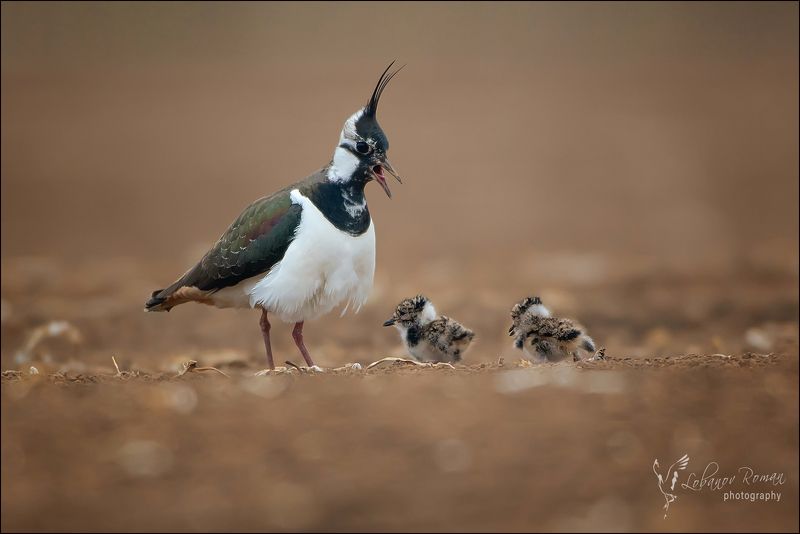 Семейные разборки фото превью