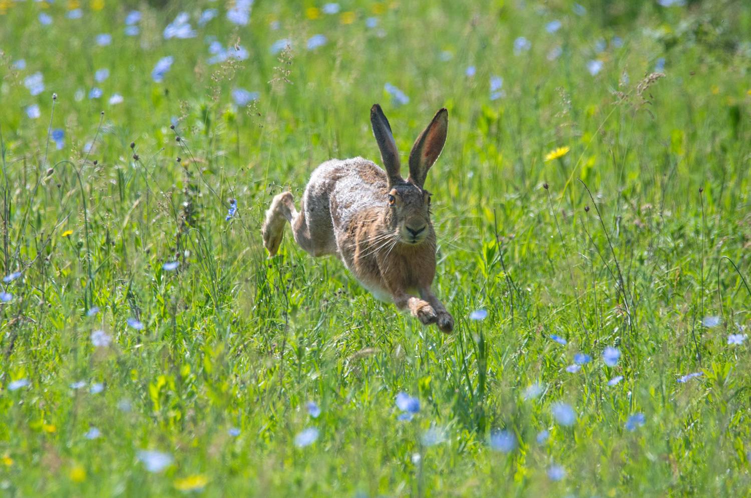 заяц, кабардино-балкария, Хасан Журтов
