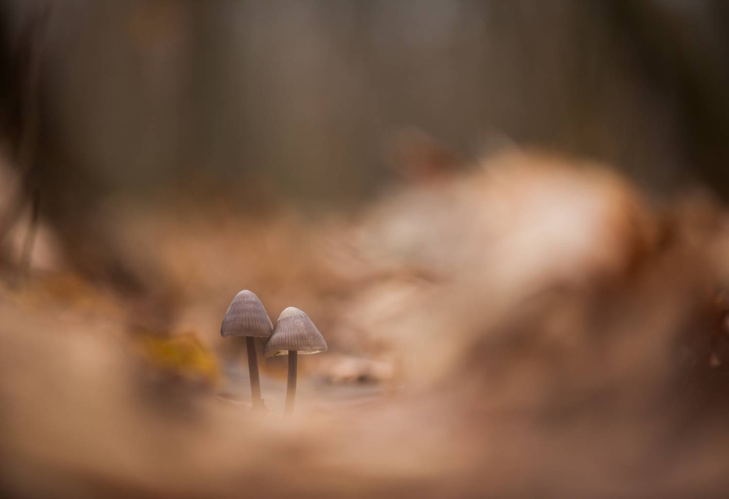 , Викулов Николай