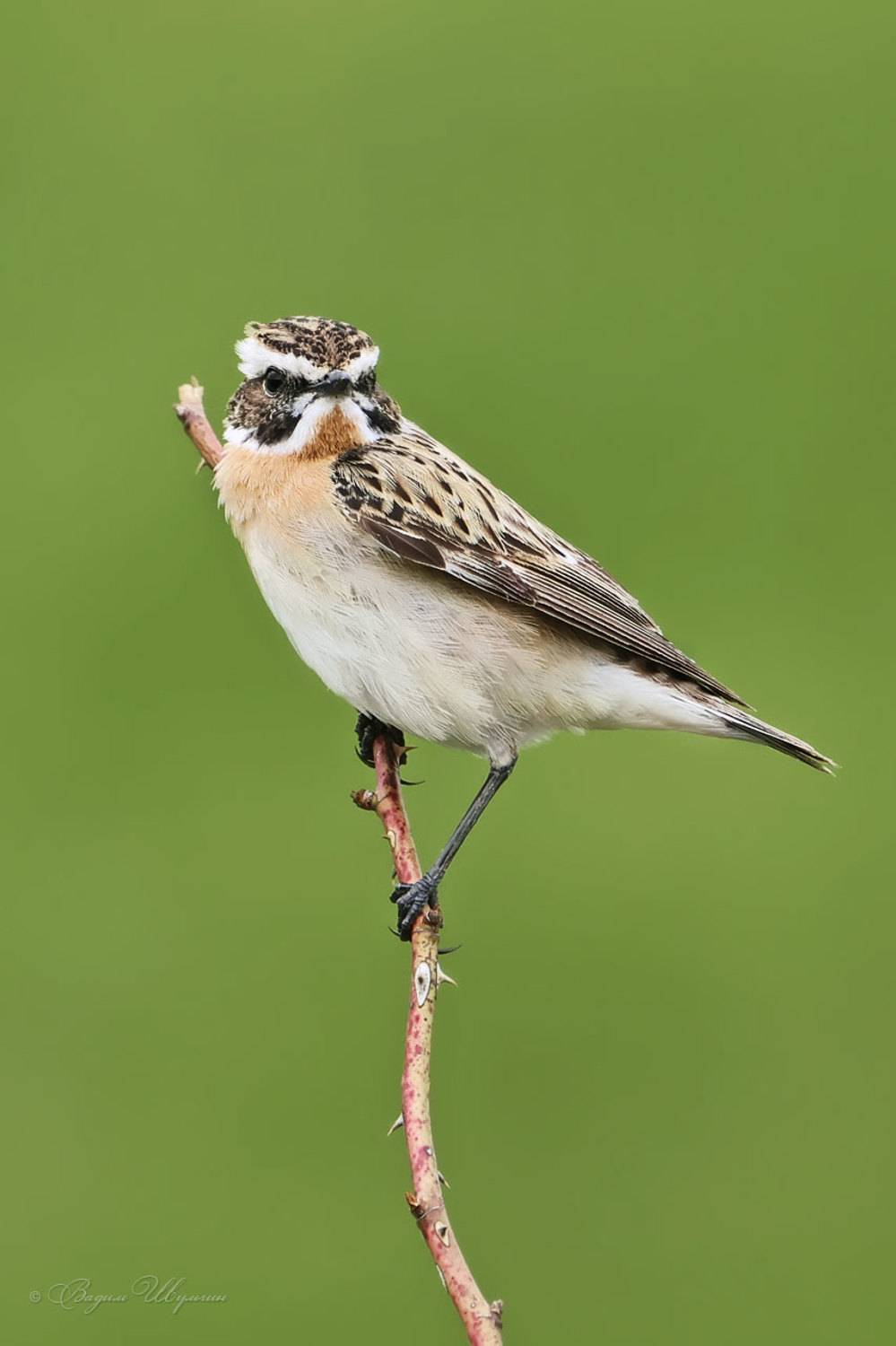 луговой чекан, Шульгин Вадим