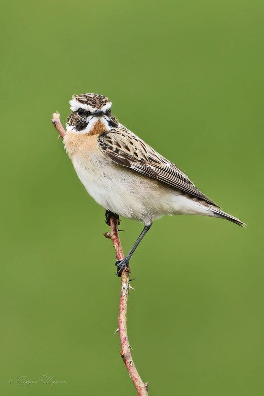 луговой чекан Пернатый \