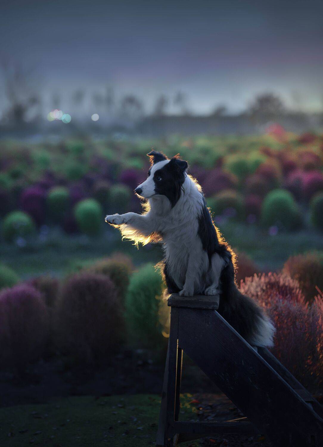 , 宠物摄影师狗哥