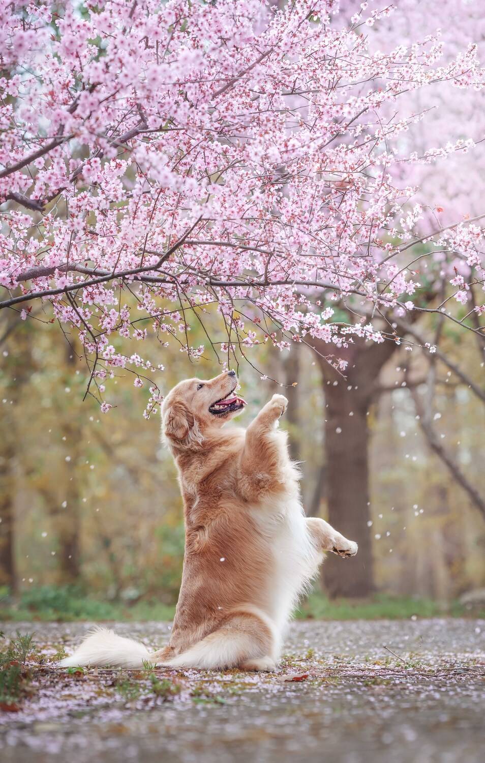 , 宠物摄影师狗哥