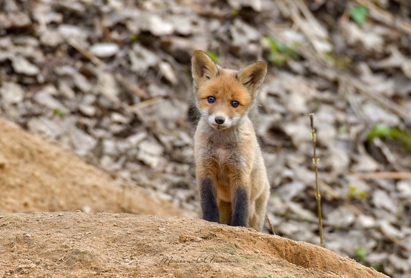 Лисенок фото превью