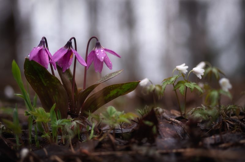 Дети дождя фото превью