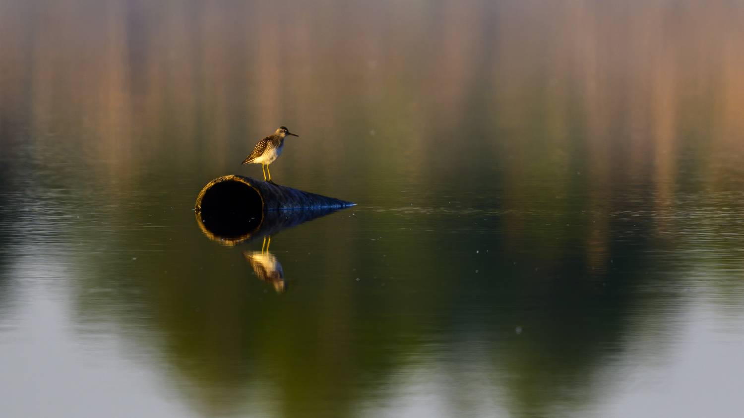 , Пупонин Сергей