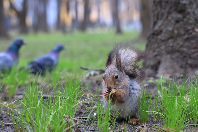 под прикрытием... фото превью