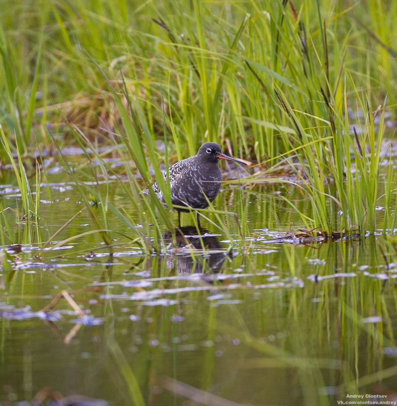 солнце, россия, рассвет, природа, подмосковье, погода, пейзажи, пейзаж, отражение, наукоград, красота, дубна, вода, весна, weather, water, spring, russia, reflection, naukograd, nature, moscow, landscape, dawn, canon, dubna, beauty Щёголь. фото превью