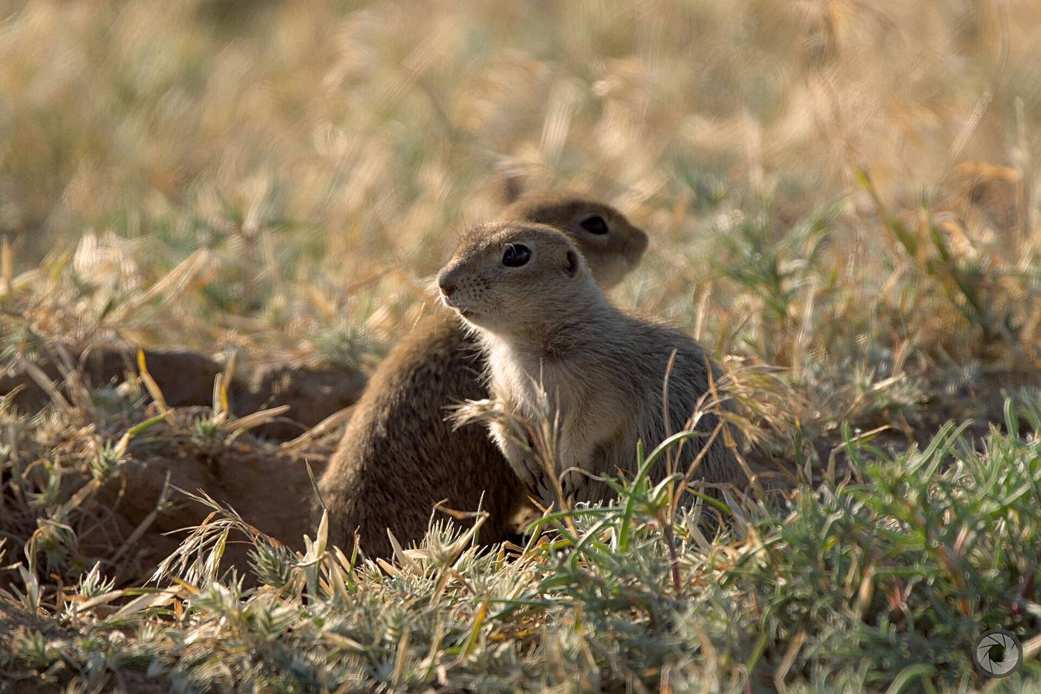 суслик, Алексей Акрал