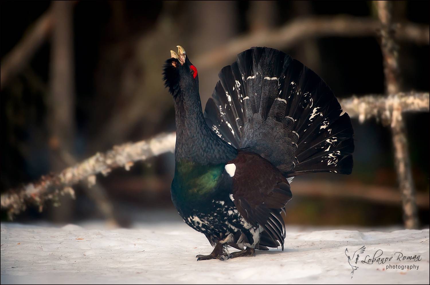 глухарь, Лобанов Роман