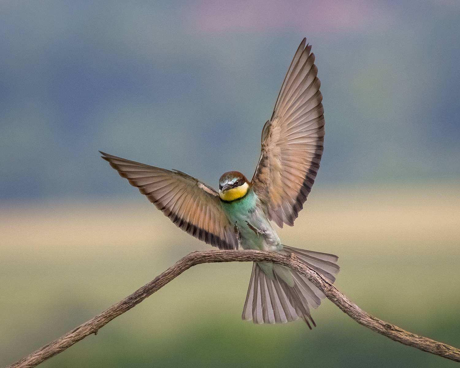 , Евгени Стефанов
