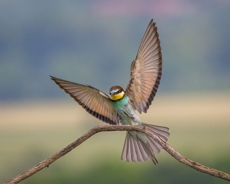 Щурка фото превью