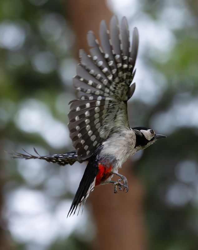 фото птиц, птицы, большой пестрый дятел Большой пестрый дятел. фото превью