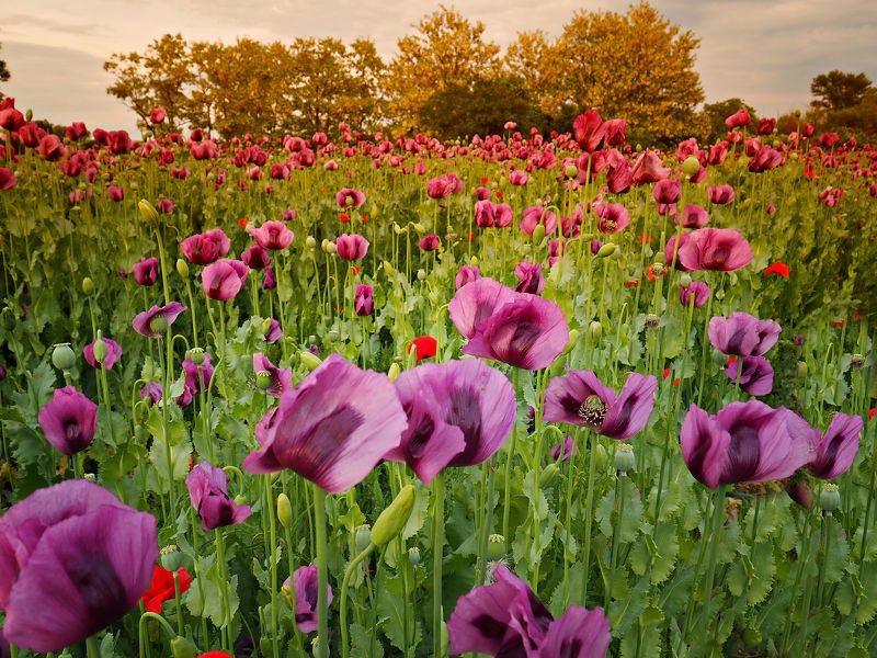 Poppy field 3 фото превью