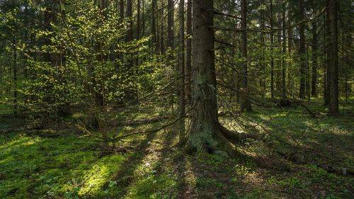 Forest