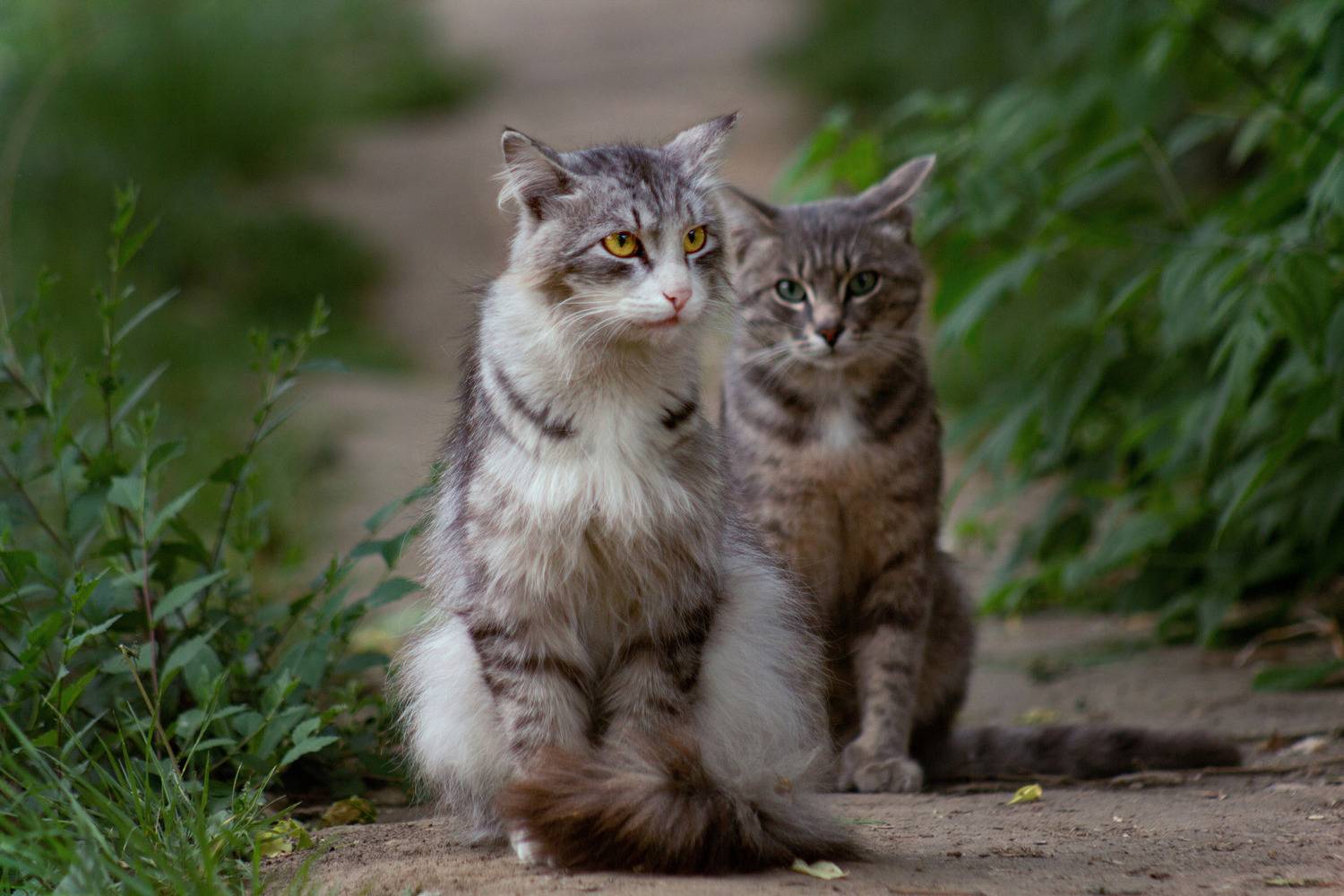 мать и дочь, Александр Канцур