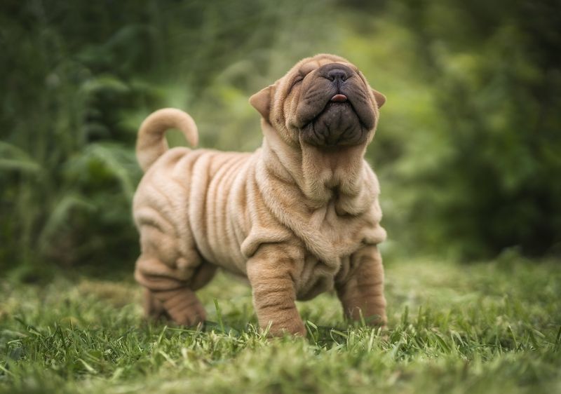 фото превью