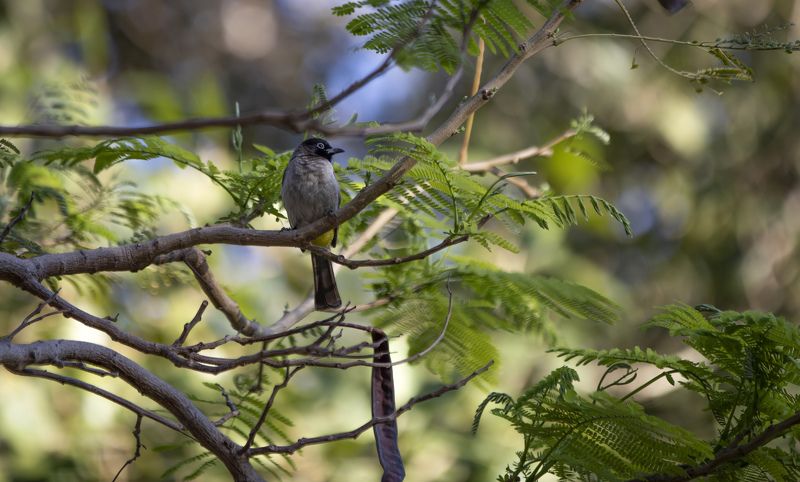 ***** фото превью