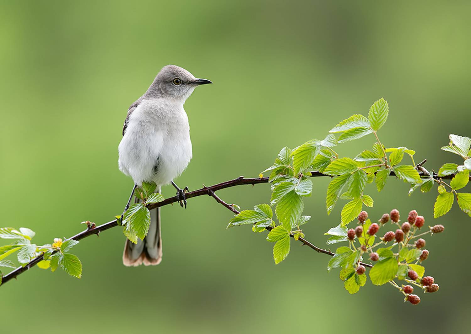 northern mockingbird, многоголосый пересмешник, пересмешник, весна, Etkind Elizabeth