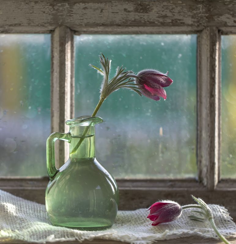 натюрморт, сон-трава Сон-трава... фото превью