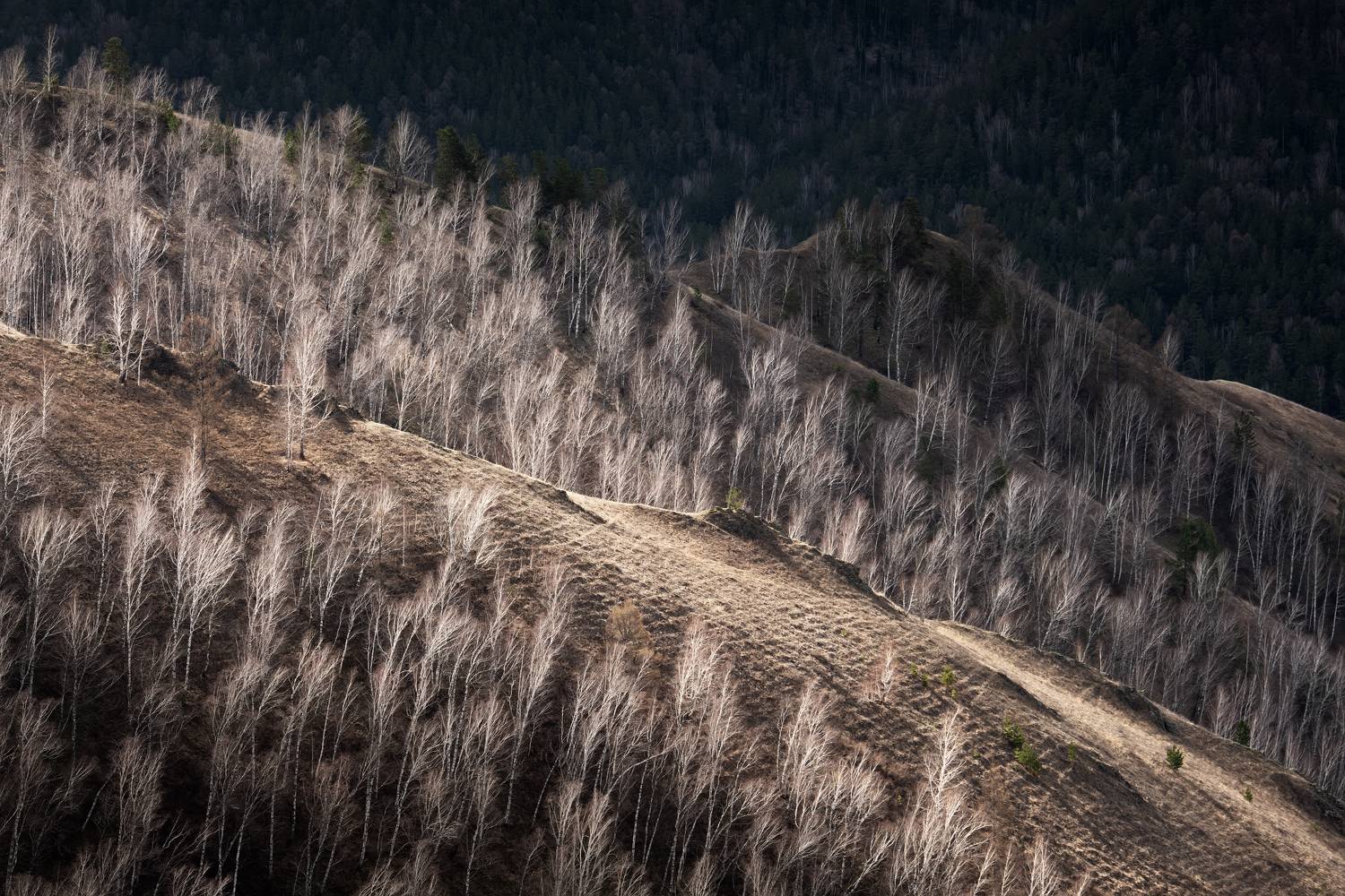 , Максим Евдокимов
