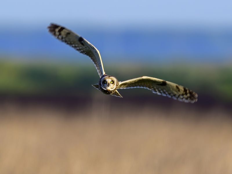 Болотная сова фото превью