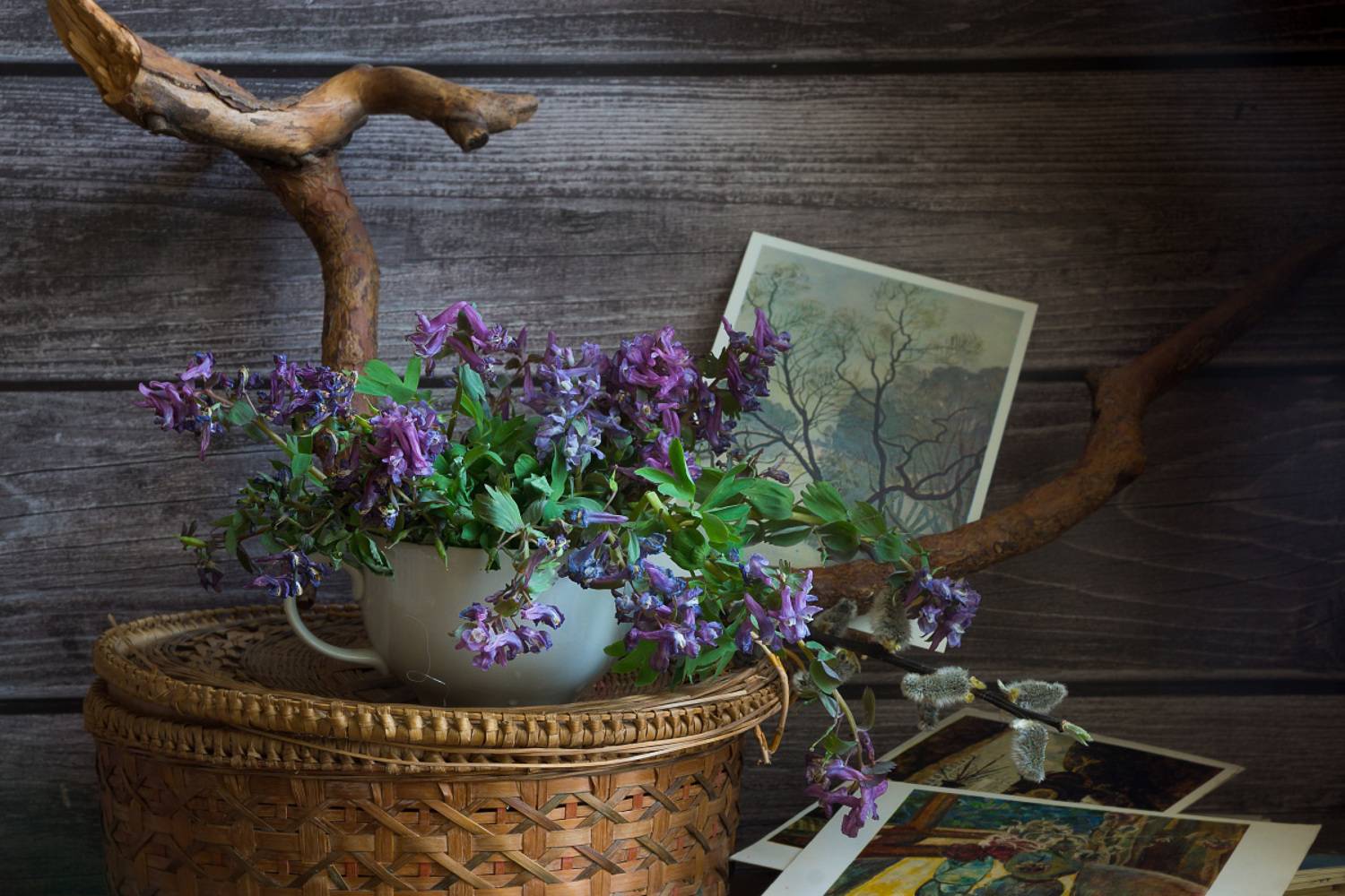 , Колеснева Елена