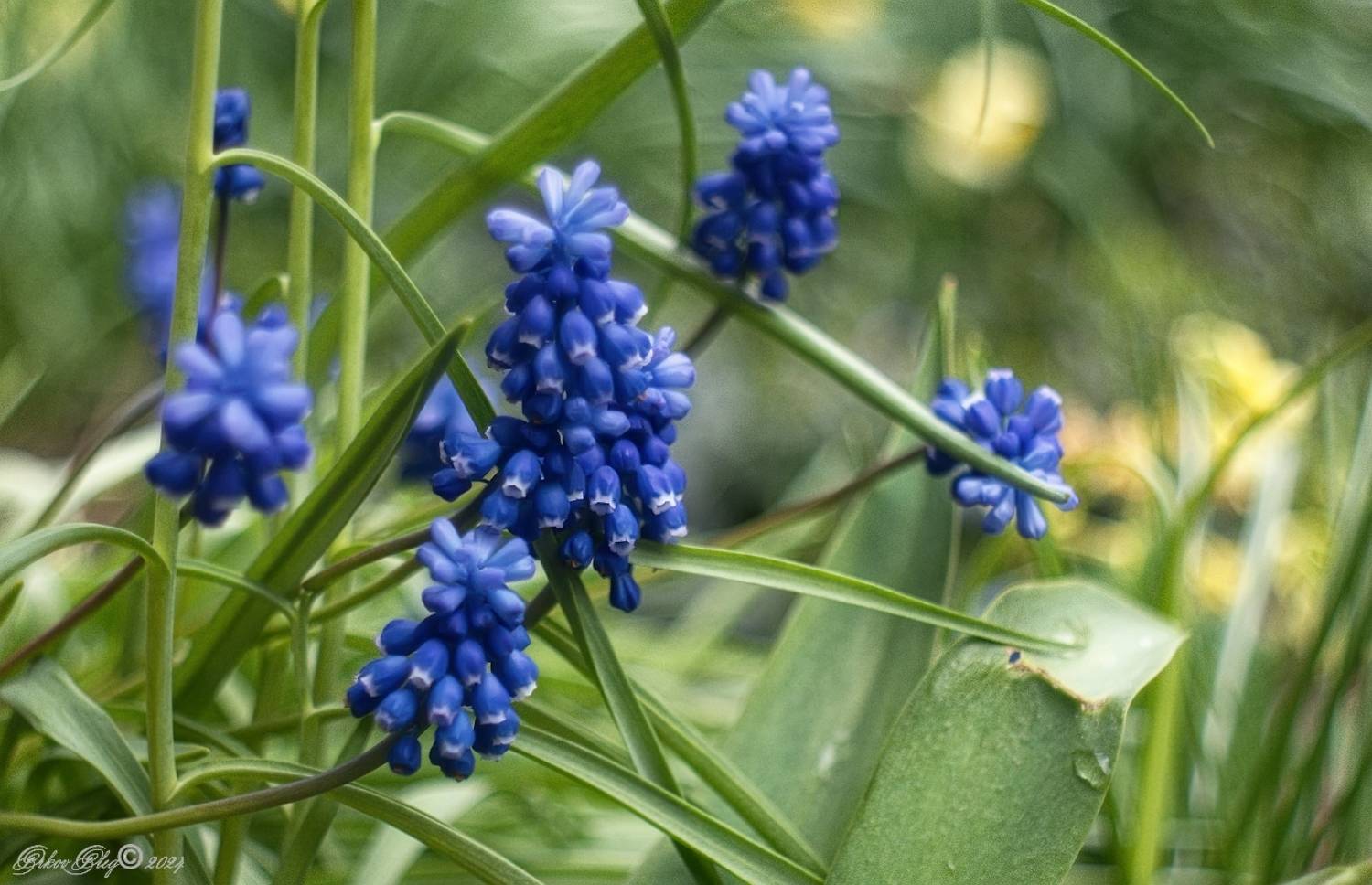 , Орлов Олег