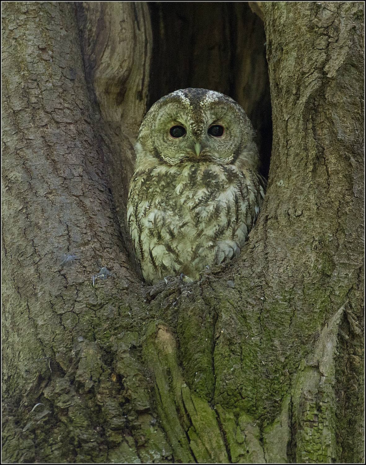 москва, парк, птица, АНАТОЛИЙ ДОВЫДЕНКО